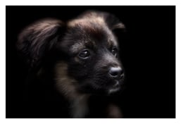 Les photos de votre chien dans la Somme
