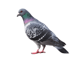 illustration représentant les problèmes liés aux pigeons