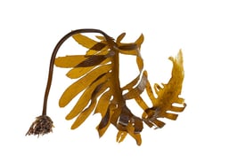 Ecklonia radiata