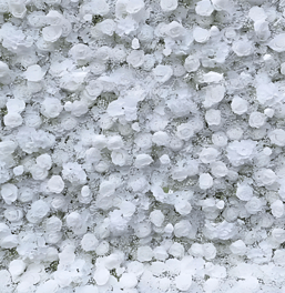 5D White Rose Backdrop