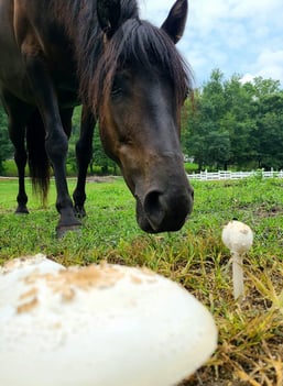 Health Vibes - A therapy horse is learning about mushrooms