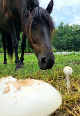 Health Vibes - A therapy horse is learning about mushrooms