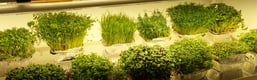 a picture of Early Greens microgreens grow room 