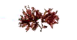 Pollexfenia lobata