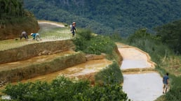 Vietnamese locals working on rice fields