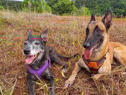 obéissance chien Guadeloupe