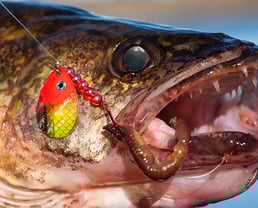 Spinners for Walleye and other species