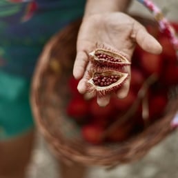 Maria Lindalva presenting achiote seed at AMAR (Association of Rural Women Farmers). Taruma-Mirim - INCRA; Manaus/AM, Brazil 