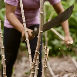 Mikaele harvesting "macaxeira" (manioc), member of Sumimi Restaurant. Três Unidos Village; Manaus/AM, Brazil - 2016.