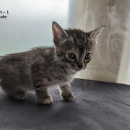 This is a brown Tabby kitten. She was born in early March 2024 and is available today for pick up in Cicero, IL 60804