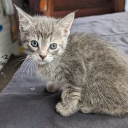 Grey Tabby Kitten. Born early March 2024. Available for adoption today. Pick up in Cicero, IL 60804