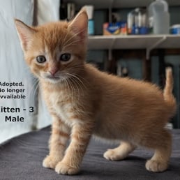 Orange Tabby Kitten: Born early March 2024. Adopted early May 2024.