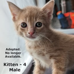 Orange Tabby Kitten: Born early March 2024. Adopted early May.