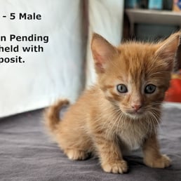 Orange Tabby Kitten: Born early March 2024. A family has placed a holding deposit and will pick up May 17th.
