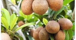 Fresh Sapote, Trái hồng xiêm UpBe Food VN 