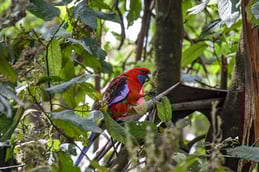 A crimson rosella in the Dandenong Ranges
