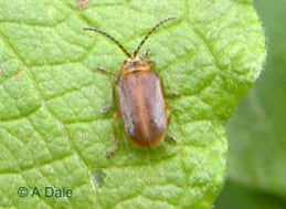 Willow Leaf Beetle