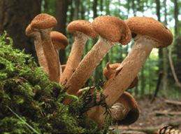 champignons