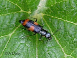 Anthocomus fasciatus