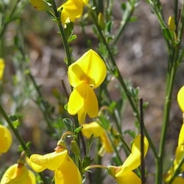 Fleurs jaunes au printemps