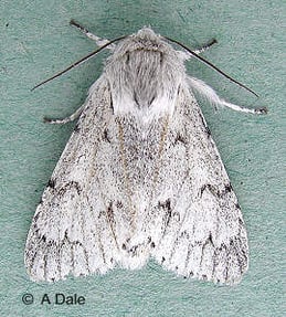 Miller moth