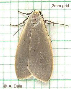 Dingy Footman moth