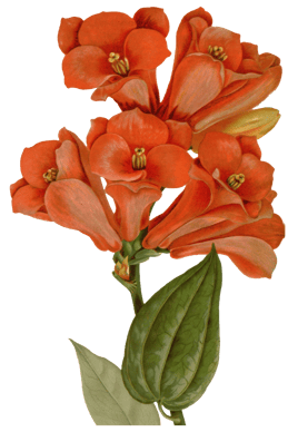 Vintage botanical illustration of a cluster of red flowers.