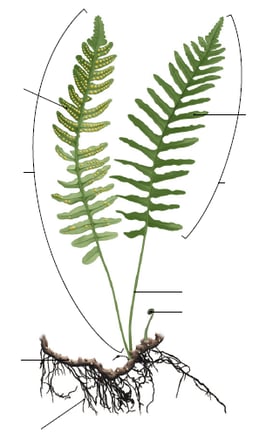 Fougère - structure