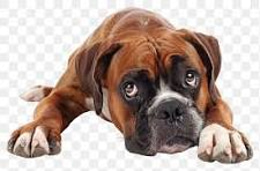 Boxer Puppies logo
