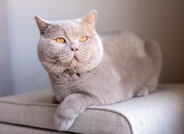 TICA-registered British Shorthair stud Abricot with a rare solid fawn coat