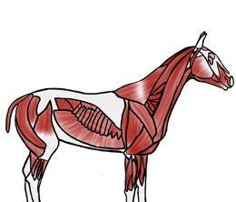 a horse with a skeletonized body and a skeleton