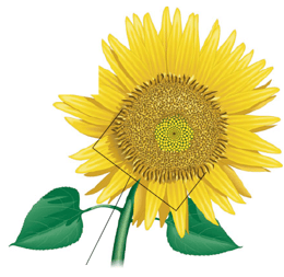Plante à fleur – Capitule de tournesol