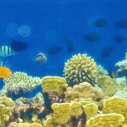 Bedouin star Ras shitan Egypt coral reef