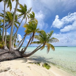 Palmiers couchés sur la plage de sable blanc de Tetiaora