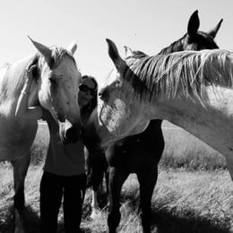 3 chevaux autour d'une femme