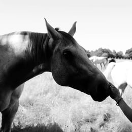Un cheval se fait caresser le museau par une main
