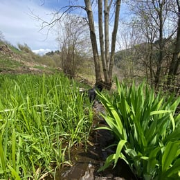 Rivière à Magnaudès
