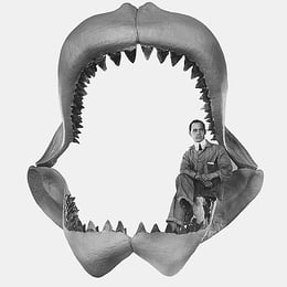 Machoire de mégalodon avec un homme assis dedans pour comparer la taille
