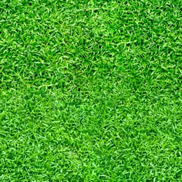Seass grass texture pbr albedo grass texture