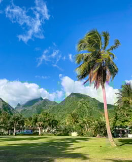 Vue sur la montagne verte et un palmier à Teahupoo à Tahiti