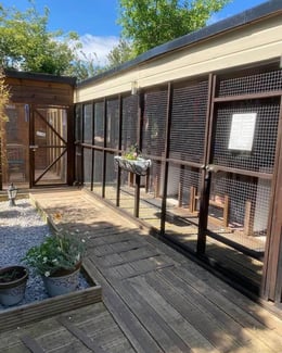 Tigi -Tabu family run cattery
