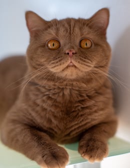 Cinnamon British Shorthair kitten from TICA-registered Georgia cattery