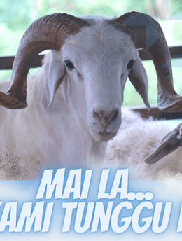 a goat with horns and horns is shown in this advertisement
