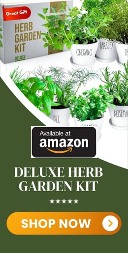 a garden with herbs in a box