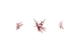 Hypnea spinella