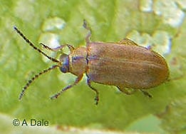 Willow Leaf Beetle