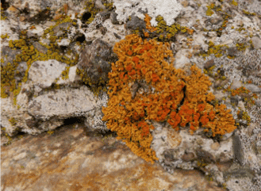 Lichen – Xanthoria elegans
