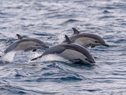 Common Dolphins in Madeira