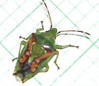 Juniper Shield Bug