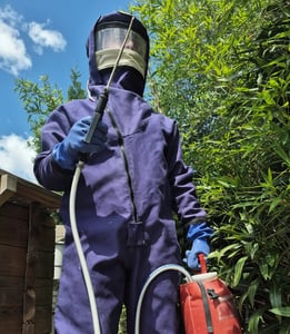 professionnel frelon à Bruges
